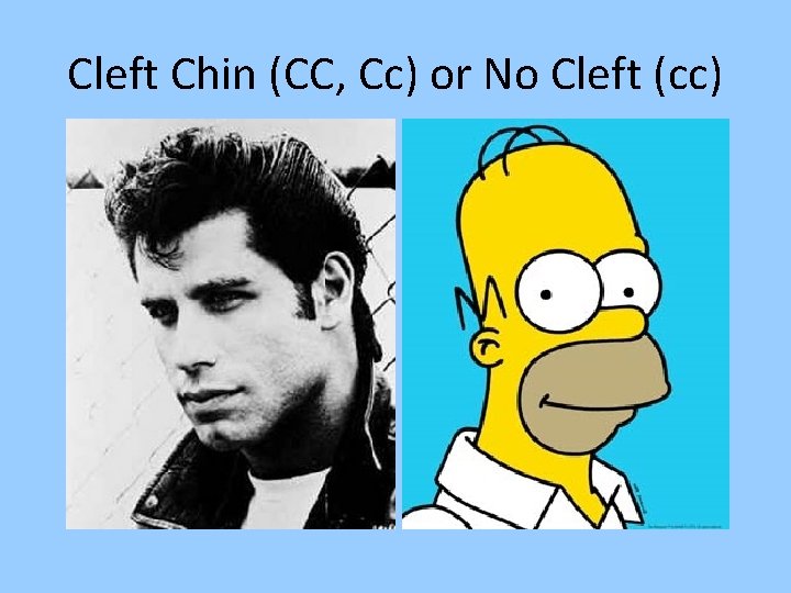Cleft Chin (CC, Cc) or No Cleft (cc) 