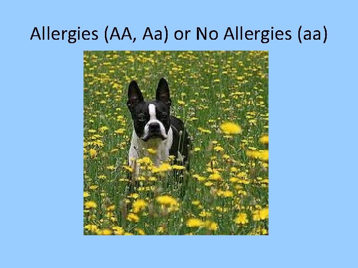 Allergies (AA, Aa) or No Allergies (aa) 