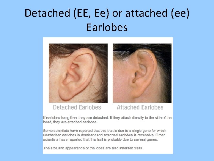 Detached (EE, Ee) or attached (ee) Earlobes 