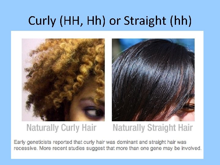 Curly (HH, Hh) or Straight (hh) 