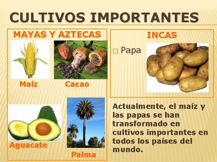 CULTIVOS IMPORTANTES MAYAS Y AZTECAS INCAS � Maíz Papa Cacao Aguacate Palma Actualmente, el
