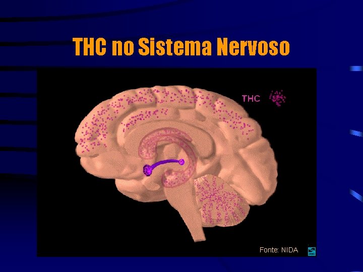 THC no Sistema Nervoso Fonte: NIDA 
