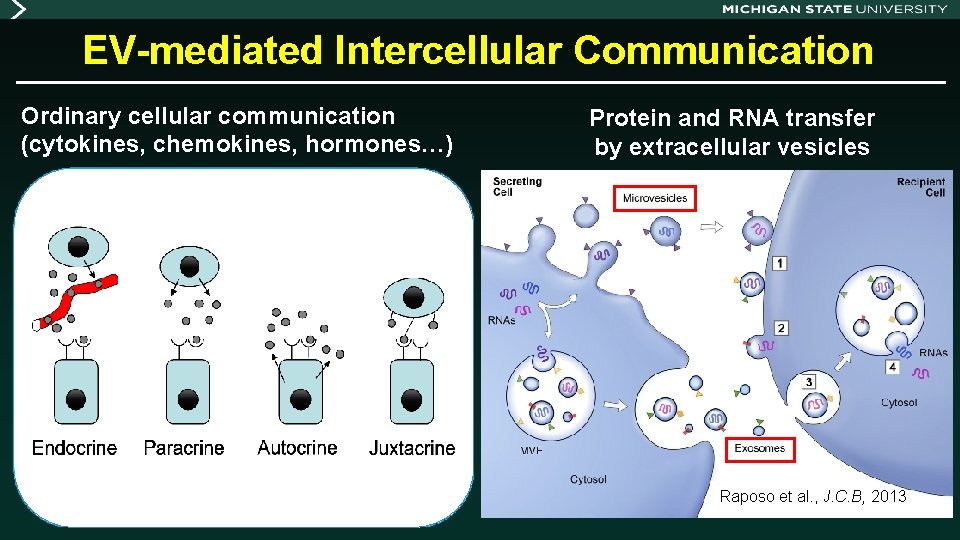 EV-mediated Intercellular Communication Ordinary cellular communication (cytokines, chemokines, hormones…) Protein and RNA transfer by