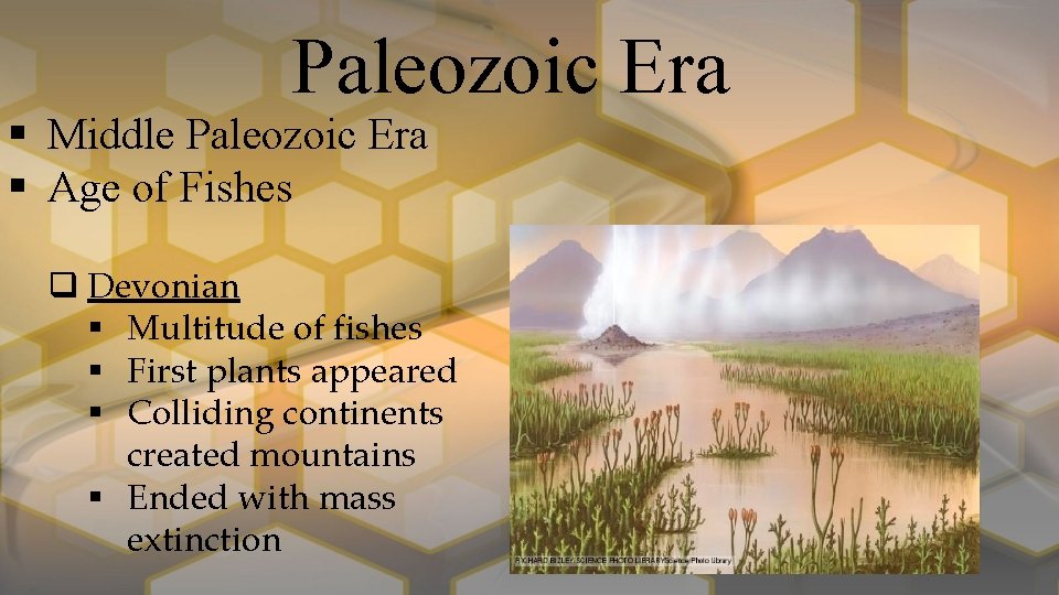 Paleozoic Era § Middle Paleozoic Era § Age of Fishes q Devonian § Multitude