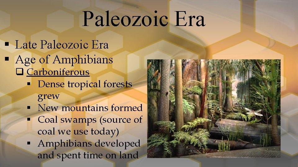 Paleozoic Era § Late Paleozoic Era § Age of Amphibians q Carboniferous § Dense