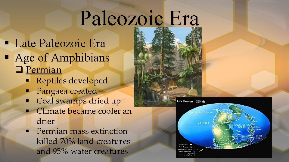 Paleozoic Era § Late Paleozoic Era § Age of Amphibians q Permian Reptiles developed