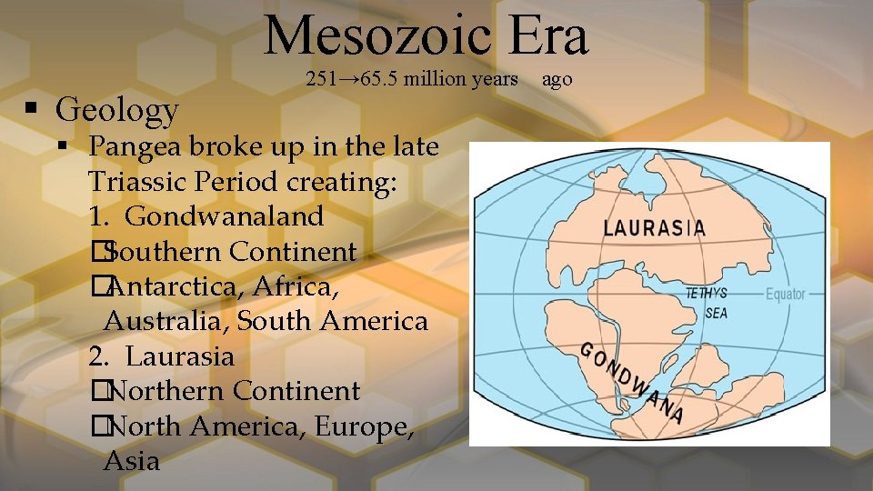 Mesozoic Era § Geology 251→ 65. 5 million years § Pangea broke up in