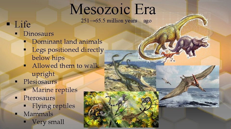 Mesozoic Era § Life 251→ 65. 5 million years § Dinosaurs § Dominant land