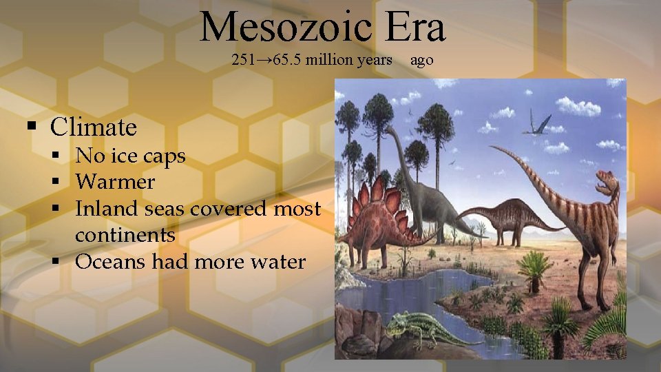Mesozoic Era 251→ 65. 5 million years § Climate § No ice caps §