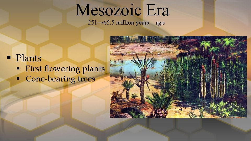 Mesozoic Era 251→ 65. 5 million years § Plants § First flowering plants §