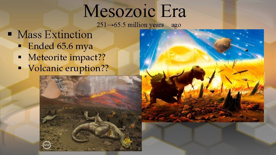 Mesozoic Era § Mass Extinction 251→ 65. 5 million years § Ended 65. 6