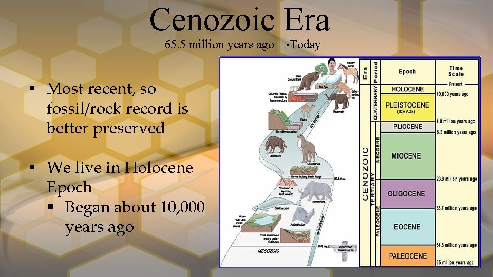 Cenozoic Era 65. 5 million years ago →Today § Most recent, so fossil/rock record