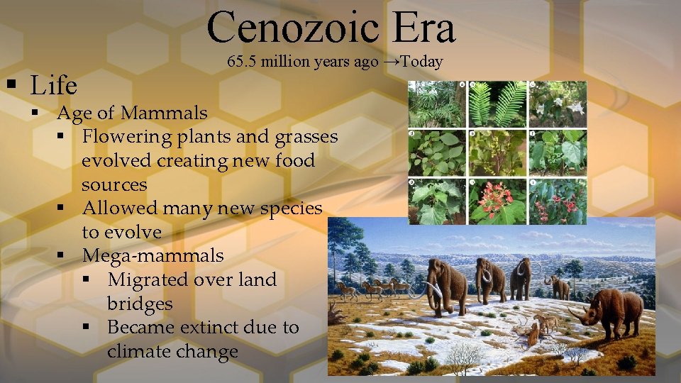 Cenozoic Era § Life 65. 5 million years ago →Today § Age of Mammals