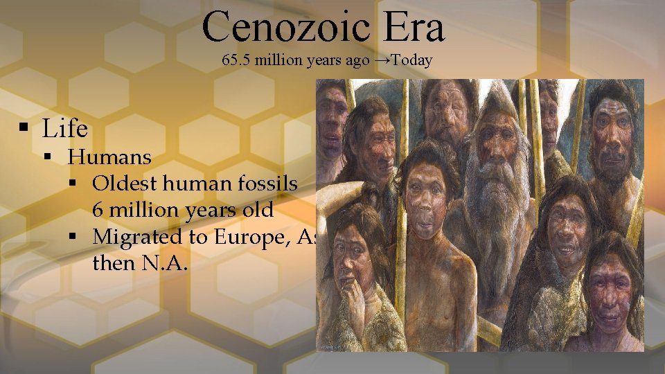 Cenozoic Era 65. 5 million years ago →Today § Life § Humans § Oldest