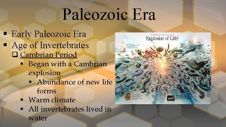 Paleozoic Era § Early Paleozoic Era § Age of Invertebrates q Cambrian Period §