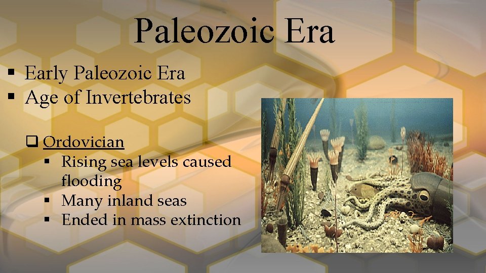 Paleozoic Era § Early Paleozoic Era § Age of Invertebrates q Ordovician § Rising