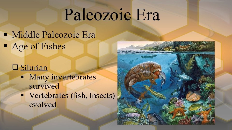 Paleozoic Era § Middle Paleozoic Era § Age of Fishes q Silurian § Many