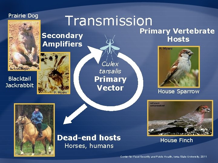 Prairie Dog Transmission Primary Vertebrate Hosts Secondary Amplifiers P. Myers Culex tarsalis B. Lundrigan