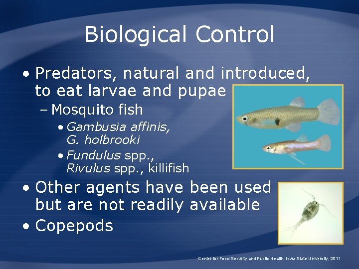 Biological Control • Predators, natural and introduced, to eat larvae and pupae – Mosquito