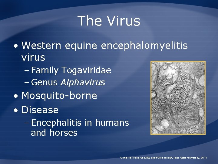 The Virus • Western equine encephalomyelitis virus – Family Togaviridae – Genus Alphavirus •
