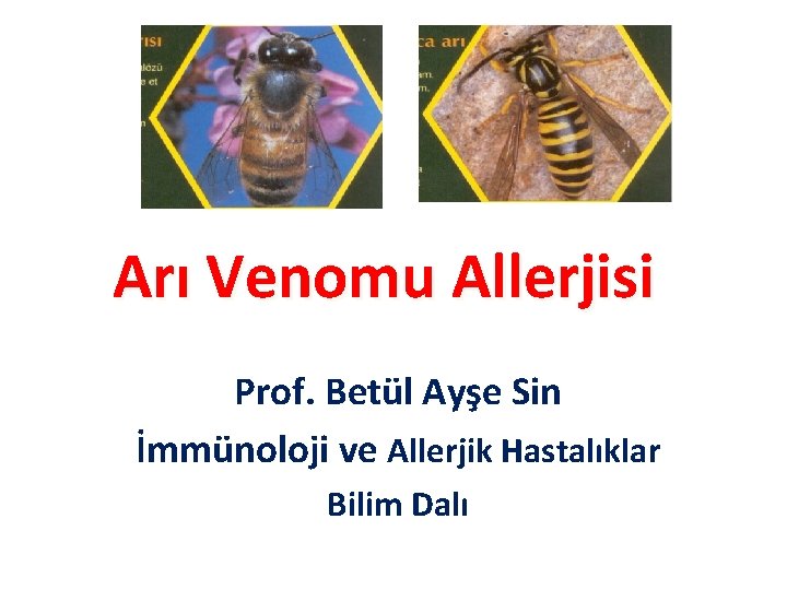 Arı Venomu Allerjisi Prof. Betül Ayşe Sin İmmünoloji ve Allerjik Hastalıklar Bilim Dalı 