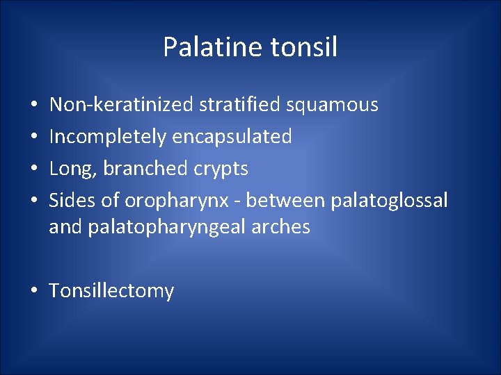 Palatine tonsil • • Non-keratinized stratified squamous Incompletely encapsulated Long, branched crypts Sides of