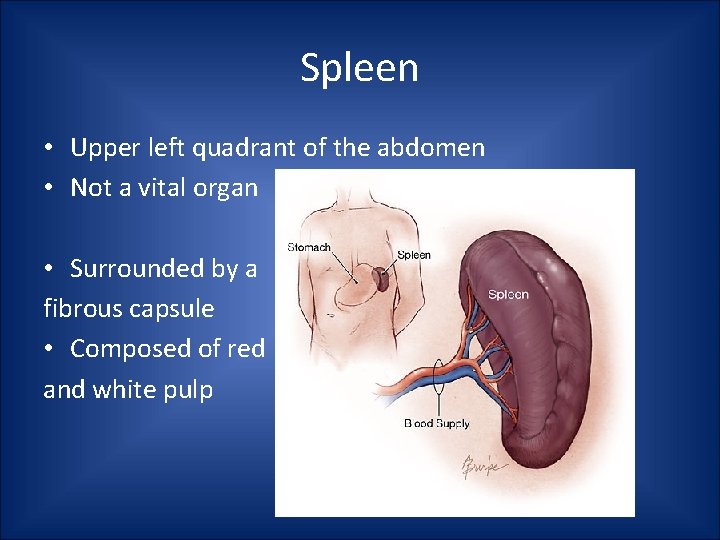 Spleen • Upper left quadrant of the abdomen • Not a vital organ •