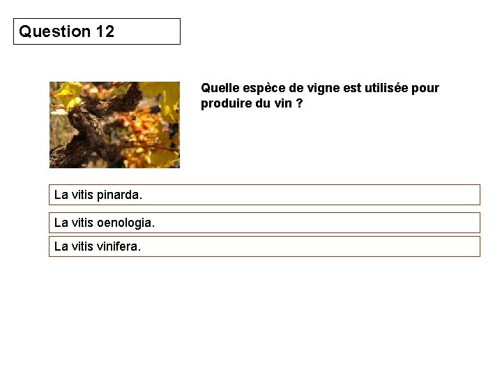 Question 12 Quelle espèce de vigne est utilisée pour produire du vin ? La