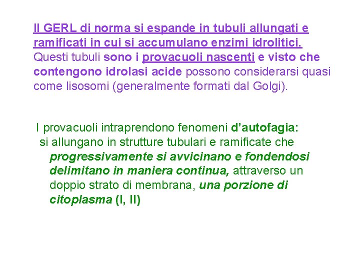 Il GERL di norma si espande in tubuli allungati e ramificati in cui si