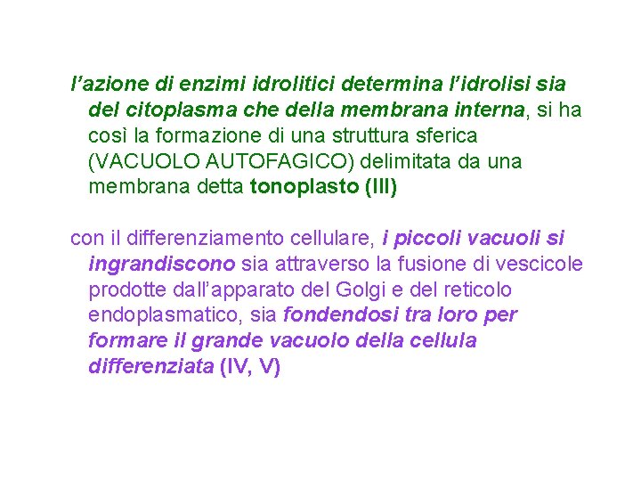 l’azione di enzimi idrolitici determina l’idrolisi sia del citoplasma che della membrana interna, si