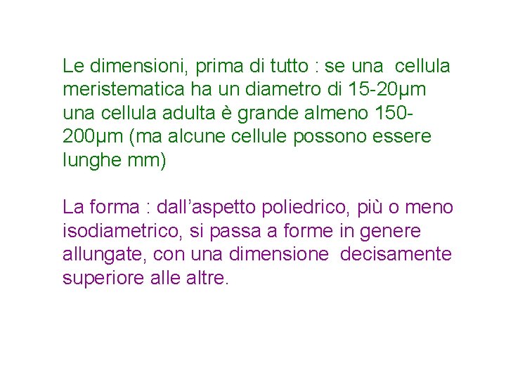 Le dimensioni, prima di tutto : se una cellula meristematica ha un diametro di