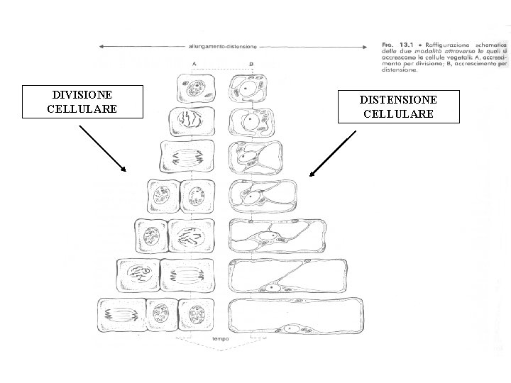 DIVISIONE CELLULARE DISTENSIONE CELLULARE 
