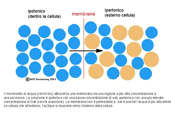 ipotonico (dentro la cellula) Ipertonico (esterno cellula) Il movimento di acqua (cerchi blu) attraverso