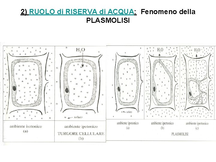 2) RUOLO di RISERVA di ACQUA: Fenomeno della PLASMOLISI 