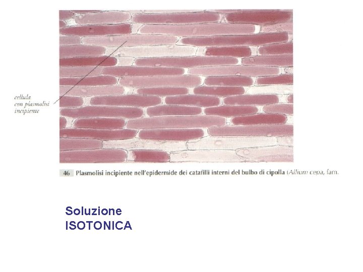 Soluzione ISOTONICA 