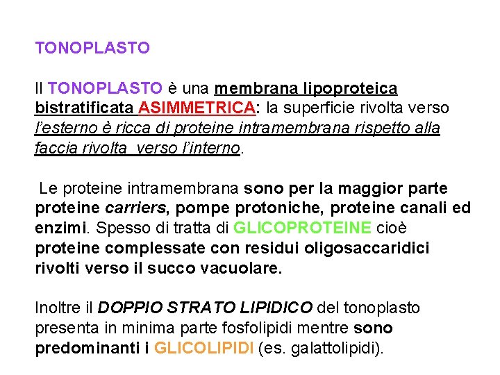 TONOPLASTO Il TONOPLASTO è una membrana lipoproteica bistratificata ASIMMETRICA: la superficie rivolta verso l’esterno