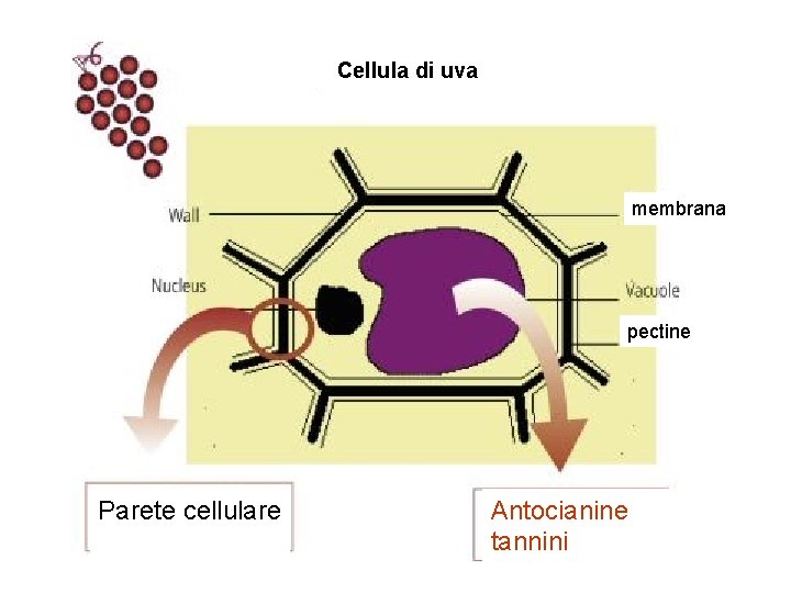 Cellula di uva membrana pectine Parete cellulare Antocianine tannini 