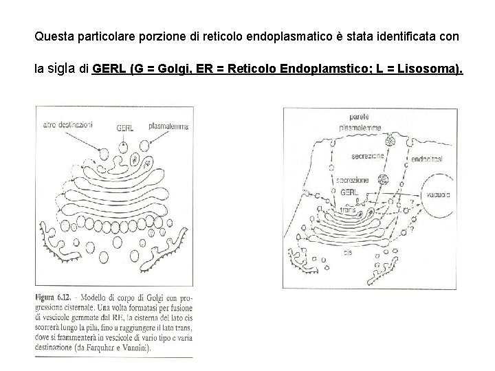Questa particolare porzione di reticolo endoplasmatico è stata identificata con la sigla di GERL
