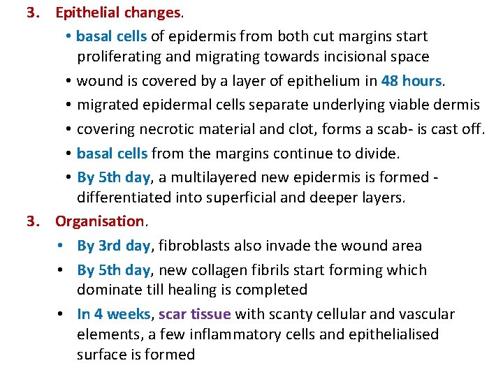 3. Epithelial changes. • basal cells of epidermis from both cut margins start proliferating