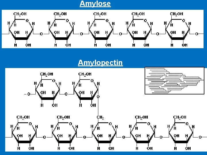 Amylose Amylopectin 