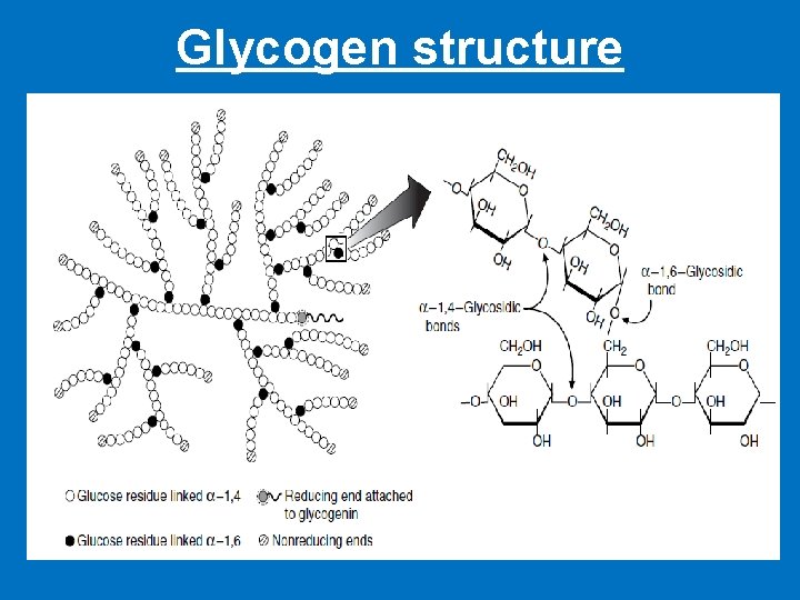 Glycogen structure 