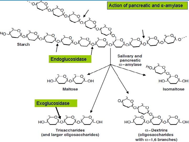 Action of pancreatic and α-amylase Endoglucosidase Exoglucosidase 