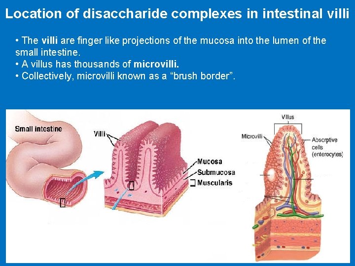 Location of disaccharide complexes in intestinal villi • The villi are finger like projections