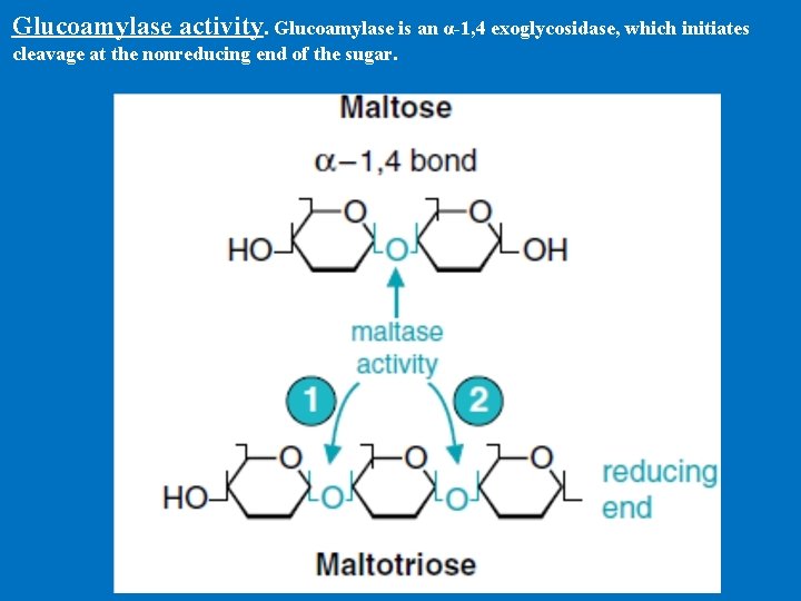 Glucoamylase activity. Glucoamylase is an α-1, 4 exoglycosidase, which initiates cleavage at the nonreducing