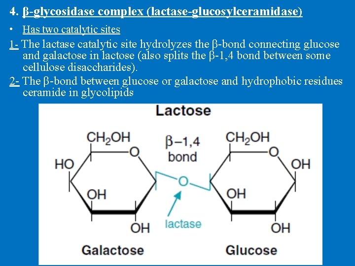 4. β-glycosidase complex (lactase-glucosylceramidase) • Has two catalytic sites 1 - The lactase catalytic