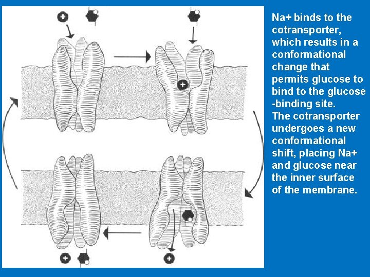 Na+ binds to the cotransporter, which results in a conformational change that permits glucose
