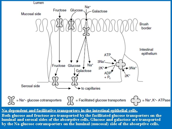 Na-dependent and facilitative transporters in the intestinal epithelial cells. Both glucose and fructose are