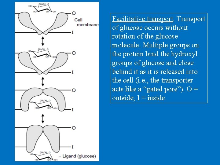 Facilitative transport. Transport of glucose occurs without rotation of the glucose molecule. Multiple groups