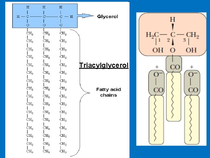 Triacylglycerol 