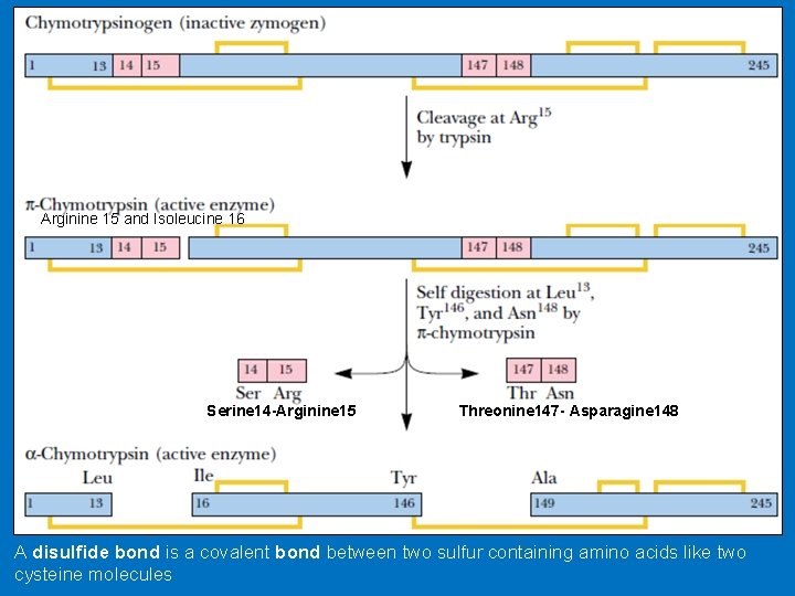 Arginine 15 and Isoleucine 16 Serine 14 -Arginine 15 Threonine 147 - Asparagine 148